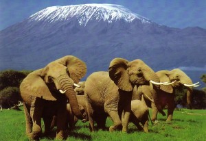 Национальные парки и заповедники Африки