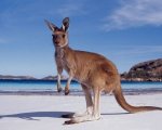 За экзотическим Новым годом – в Австралию